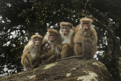 Wildlife photographer Paul McDougall