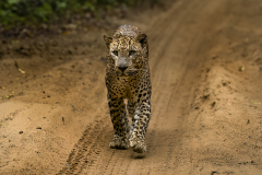 Wildlife photographer Paul McDougall