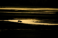 Wildlife photographer Paul McDougall