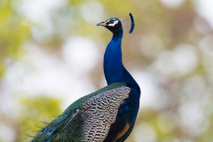 Wildlife photographer Paul McDougall