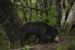 Wildlife photographer Paul McDougall
