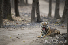 Wildlife photographer Paul McDougall