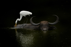 Wildlife photographer Paul McDougall