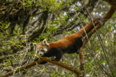 Wildlife photographer Paul McDougall