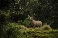 Wildlife photographer Paul McDougall