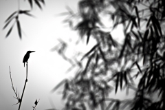 Wildlife photographer Paul McDougall