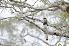 Wildlife photographer Paul McDougall