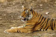 Wildlife photographer Paul McDougall