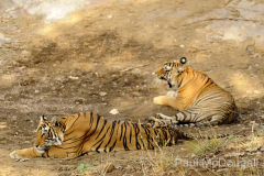 Wildlife photographer Paul McDougall