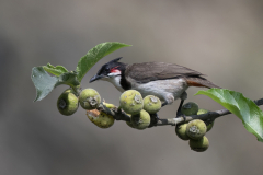 Wildlife photographer Paul McDougall