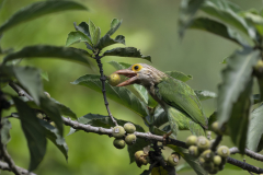 Wildlife photographer Paul McDougall