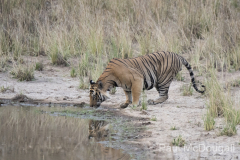Wildlife photographer Paul McDougall