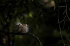 Wildlife photographer Paul McDougall