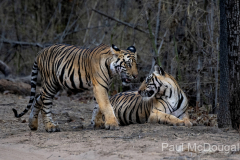 Wildlife photographer Paul McDougall