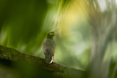 Wildlife photographer Paul McDougall
