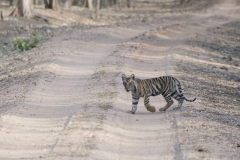 Wildlife photographer Paul McDougall
