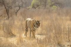 Wildlife photographer Paul McDougall