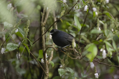 Wildlife photographer Paul McDougall
