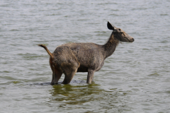 Wildlife photographer Paul McDougall