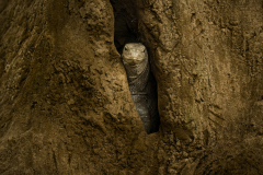Wildlife photographer Paul McDougall