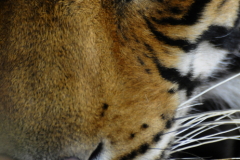 Wildlife photographer Paul McDougall