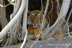 Wildlife photographer Paul McDougall