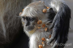 Wildlife photographer Paul McDougall