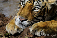 Wildlife photographer Paul McDougall