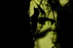 Wildlife photographer Paul McDougall