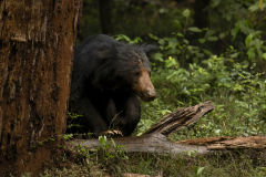Wildlife photographer Paul McDougall