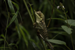 Wildlife photographer Paul McDougall