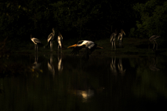 Wildlife photographer Paul McDougall