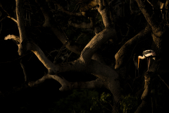 Wildlife photographer Paul McDougall
