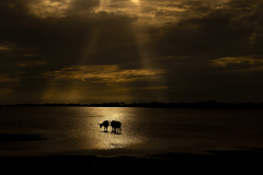 Wildlife photographer Paul McDougall
