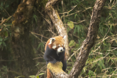 Wildlife photographer Paul McDougall