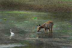 Wildlife photographer Paul McDougall