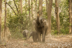 Wildlife photographer Paul McDougall