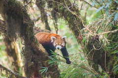 Red Panda by Wildlife Photographer Paul McDougall