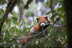 Red Panda by Wildlife Photographer Paul McDougall