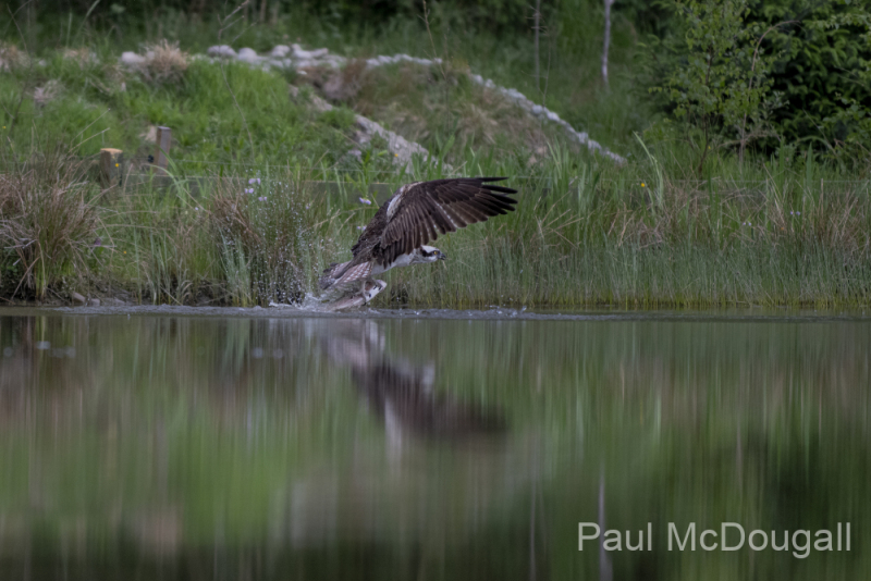 Aviemore Ospreys. Wildlife Photography by Paul McDougall