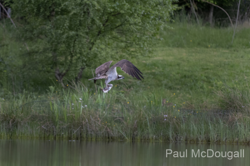Aviemore Ospreys. Wildlife Photography by Paul McDougall