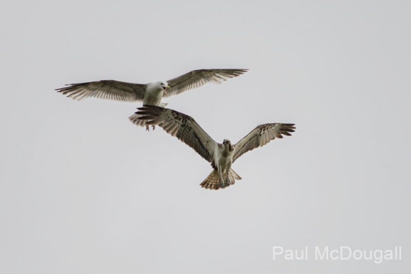 Aviemore Ospreys. Wildlife Photography by Paul McDougall