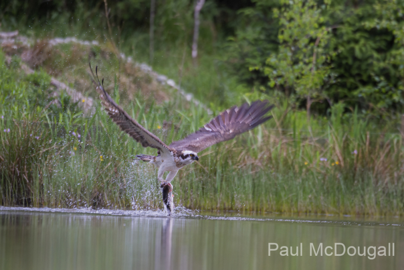Aviemore Ospreys. Wildlife Photography by Paul McDougall
