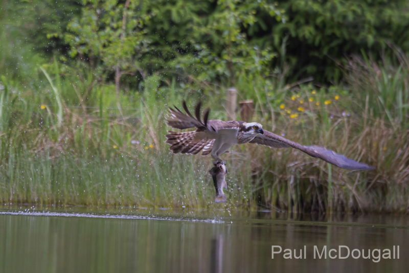Aviemore Ospreys. Wildlife Photography by Paul McDougall