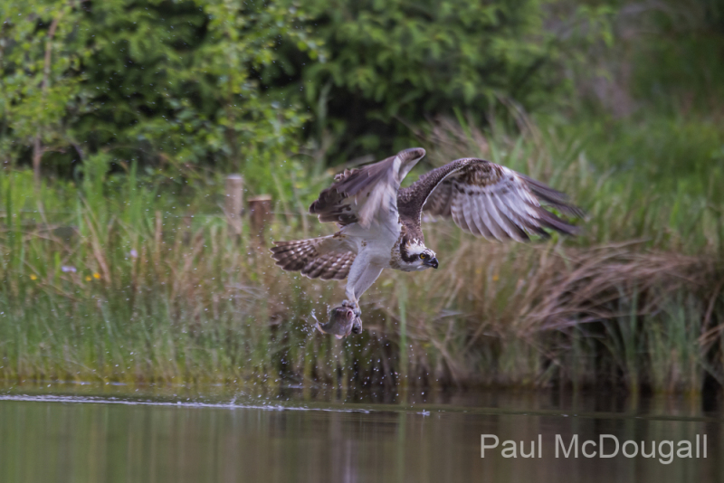 Aviemore Ospreys. Wildlife Photography by Paul McDougall