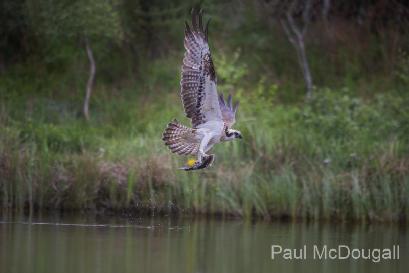 Aviemore Ospreys. Wildlife Photography by Paul McDougall