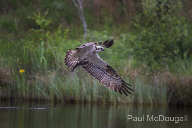 Aviemore Ospreys. Wildlife Photography by Paul McDougall