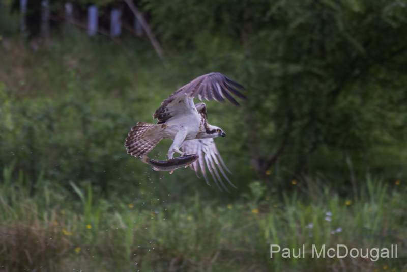 Aviemore Ospreys. Wildlife Photography by Paul McDougall