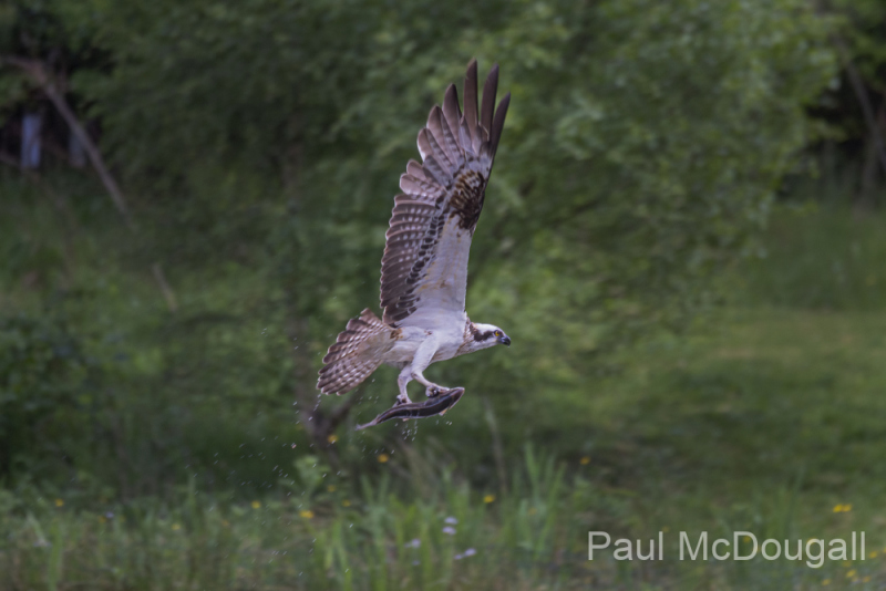 Aviemore Ospreys. Wildlife Photography by Paul McDougall