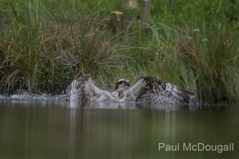 Aviemore Ospreys. Wildlife Photography by Paul McDougall